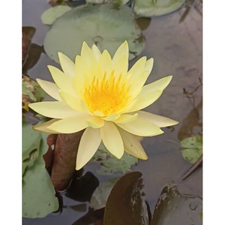 củ súng mini