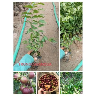 Cây giống Mận Quân