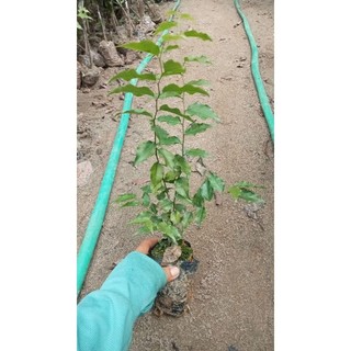 Cây giống Mận Quân ( hồng quân)