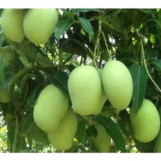 Cây giống xoài thanh ca cho trái siêu sớm