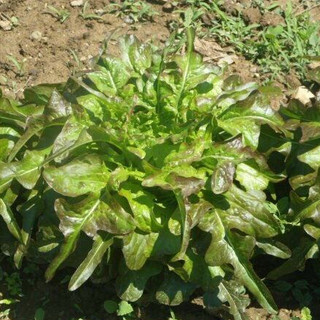 Nguyên gói 2000 Hạt giống xà lách Oak tía Julia Thái Lan