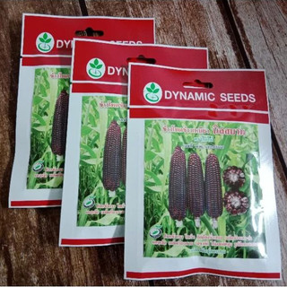 20 gram hạt giống ngô tím thái lan 9k