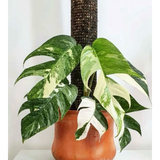 Chậu mềm bán ảnh cuối - trầu bà Epipremnum Pinnatum Aurea