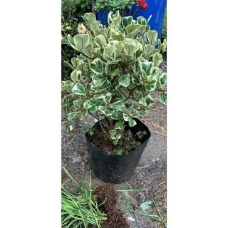 Cây bàng lá tim cẩm thạch size cao 45-50cm, tán rộng 40cm