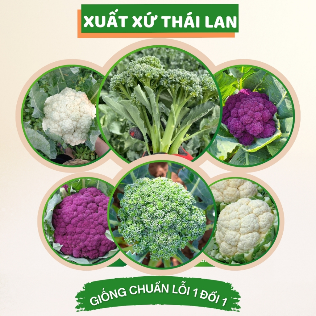 Hạt giống súp lơ Thái Lan bông cải nhiều dinh dưỡng nảy mầm cao hạt giống súp lơ baby tím trắng xanh Hạt giống Chidida