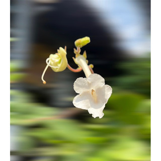 Củ sưu tầm