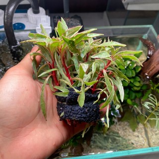 Cây thủy sinh bạch thái dương lá cạn 8-10 ngọn
