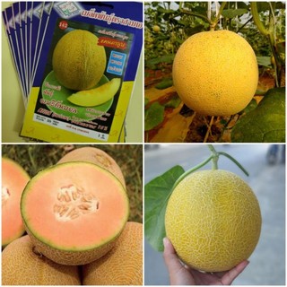 Hạt giống dưa lưới vỏ vàng thái lan - nguyên gói 25 hạt - nảy mầm 95%