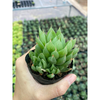 Sen đá haworthia dạ quang size bầu 5cm hư 1 đổi 1