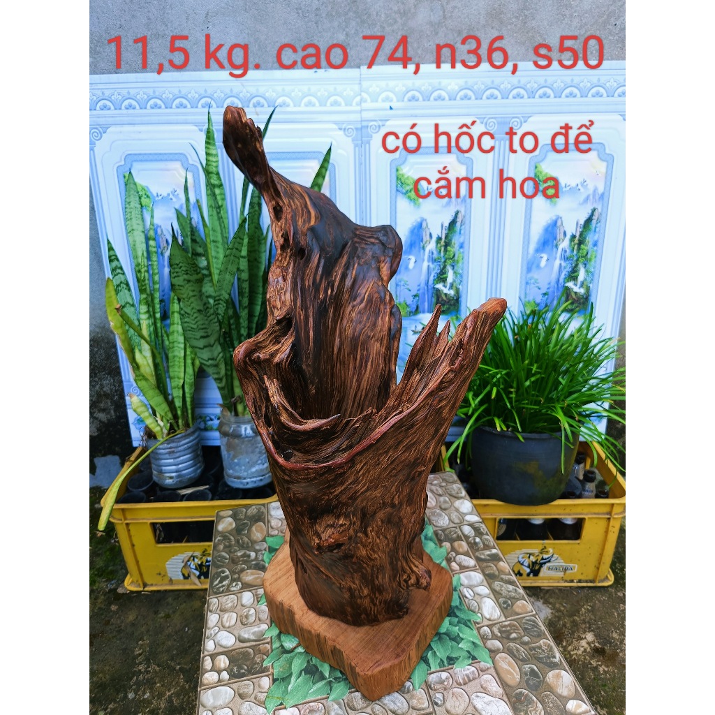 lũa ngọc am đỏ