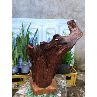 lũa ngọc am đỏ