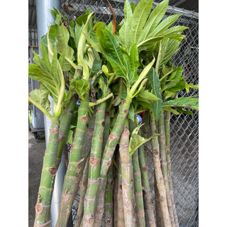 BẦU ĐẤT CÂY GIỐNG SAKE
