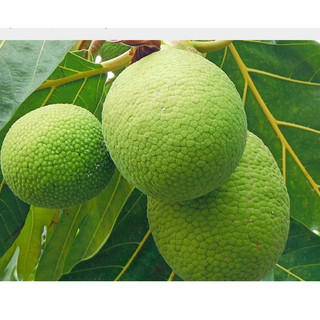 Bầu đất cây giống sake