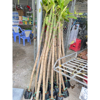 BẦU ĐẤT CÂY GIỐNG SAKE