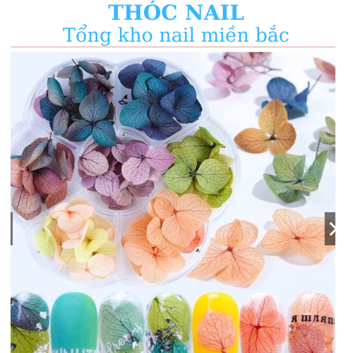 hoa khô Cánh mỏng trang trí ẩn móng