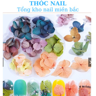 hoa khô Cánh mỏng trang trí ẩn móng