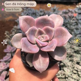 🔥 sale + free ship 🔥 sen đá hồng mập