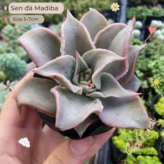🔥 sale + free ship 🔥 sen đá madiba