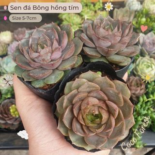 🔥 sale + free ship 🔥 sen đá bông hồng tím