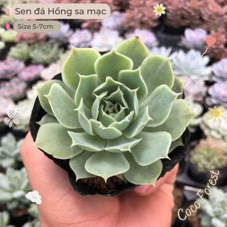 🔥 sale + free ship 🔥 sen đá hồng sa mạc