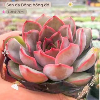 🔥 sale + free ship 🔥 sen đá bông hồng đỏ