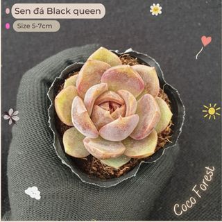 🔥 sale + free ship 🔥 sen đá black queen