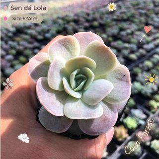 🔥 sale + free ship 🔥 sen đá lola