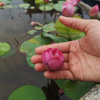 Set 10 Hạt Sen Mini - Sen Bát ( Đã Mài Sẵn Đầu Hạt)