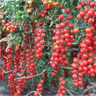 Hạt Giống Cà Chua Chuỗi Ngọc ( Cà Chua Leo Giàn )