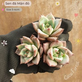 🔥 sale + free ship 🔥 sen đá mận đỏ size vỉ