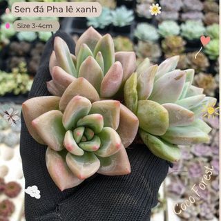 🔥 sale + free ship 🔥 sen đá pha lê xanh size vỉ