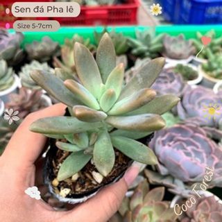 🔥 sale + free ship 🔥 sen đá pha lê