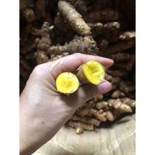 CỦ MAI GANG ( MA GANG ) HỖ TRỢ XOANG MŨI