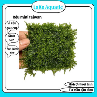 Rêu mini taiwan | rêu thủy sinh dùng để gắn tán bon sai , lũa , đá , điểm bố cục cho bể thủy sinh ,bể cá cảnh