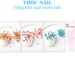 hoa khô trùm baby