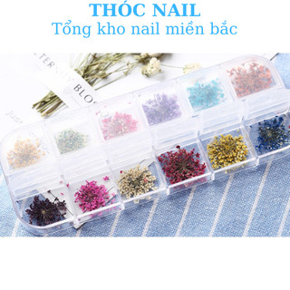 hoa khô trùm baby
