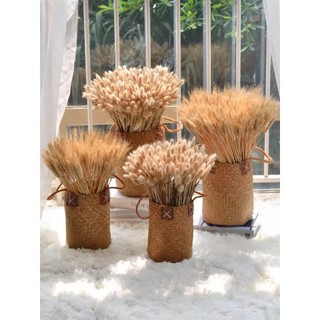 Cỏ Đuôi Thỏ, Cỏ Lau Trang Trí Chụp Ảnh Sản Phẩm, Decor Nhà Cửa, Cửa Hàng