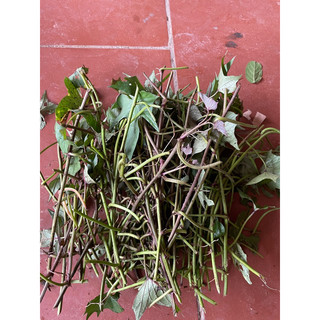 khoai lang tím (30 nhánh để trồng)
