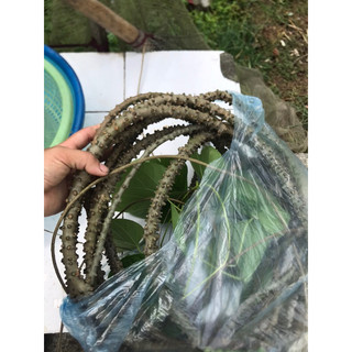 1kg Dây Cóc ảnh thật như hình