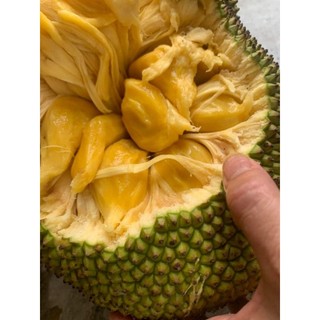 CÂY GIỐNG MÍT MẬT TA ( MÍT ƯỚT, MÍT NHÃO)