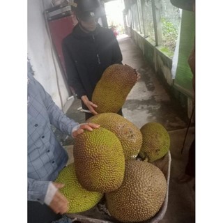 CÂY GIỐNG MÍT MẬT TA ( MÍT ƯỚT, MÍT NHÃO)