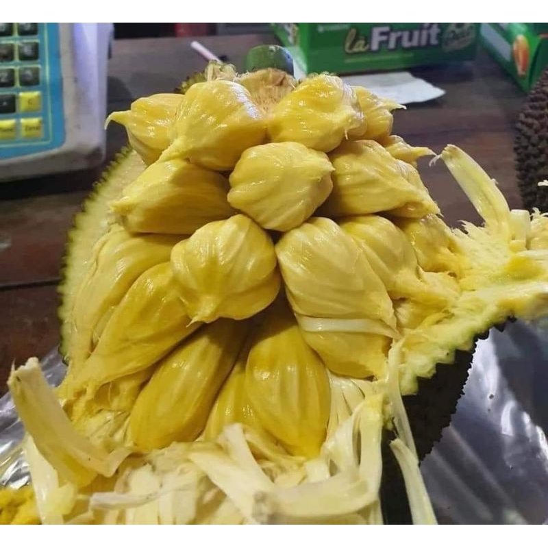 CÂY GIỐNG MÍT MẬT TA ( MÍT ƯỚT, MÍT NHÃO)