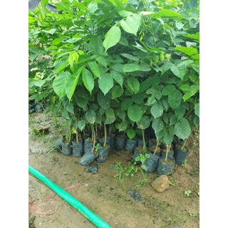 Combo 10 cây giống giáng hương (giáng hương huyết)