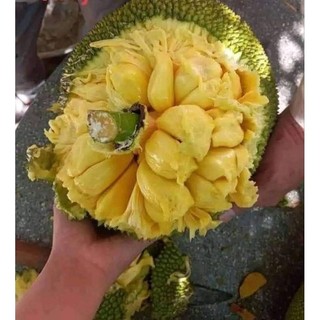 CÂY GIỐNG MÍT MẬT TA ( MÍT ƯỚT, MÍT NHÃO)