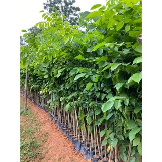 Combo 10 cây giống giáng hương (giáng hương huyết)