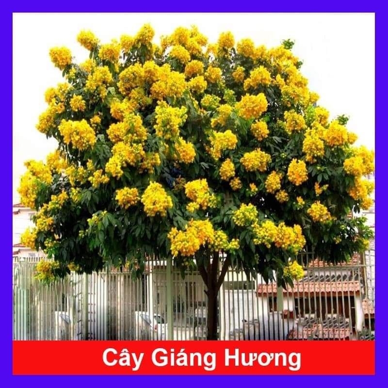 Combo 10 cây giống giáng hương (giáng hương huyết)