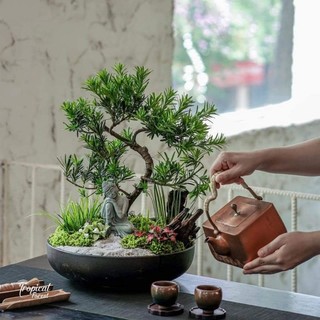Cây giống tùng la Hán cây cao 30 40 cm