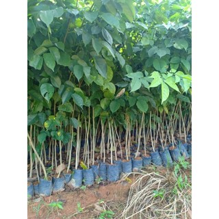 Combo 10 cây giống giáng hương (giáng hương huyết)