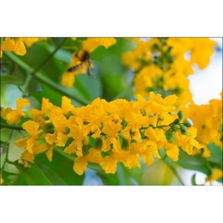 Combo 10 cây giống giáng hương (giáng hương huyết)