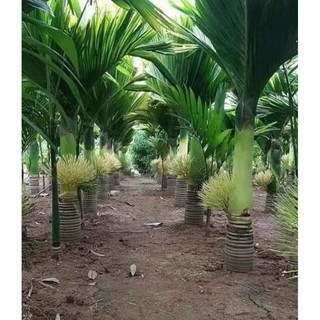 Combo 5 cây cau lùn tứ quý (siêu trái)
